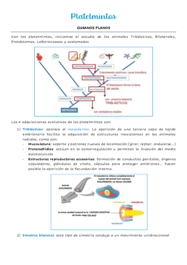 Miniatura del documento Platelmintos.pdf