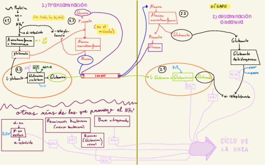 Miniatura del documento DIBUJOS-VIAS-METABOLICAS-BIOQUIMICA.pdf