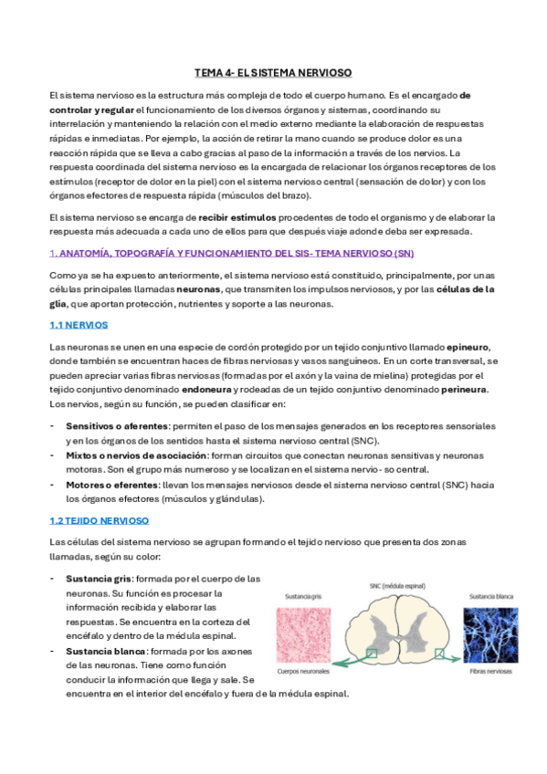 Miniatura del documento TEMA-4-ANATO-LIBRO.pdf