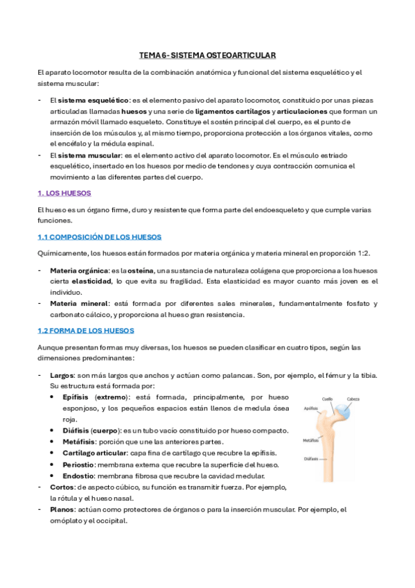 Miniatura del documento TEMA-6-ANATOMIA-LIBRO.pdf