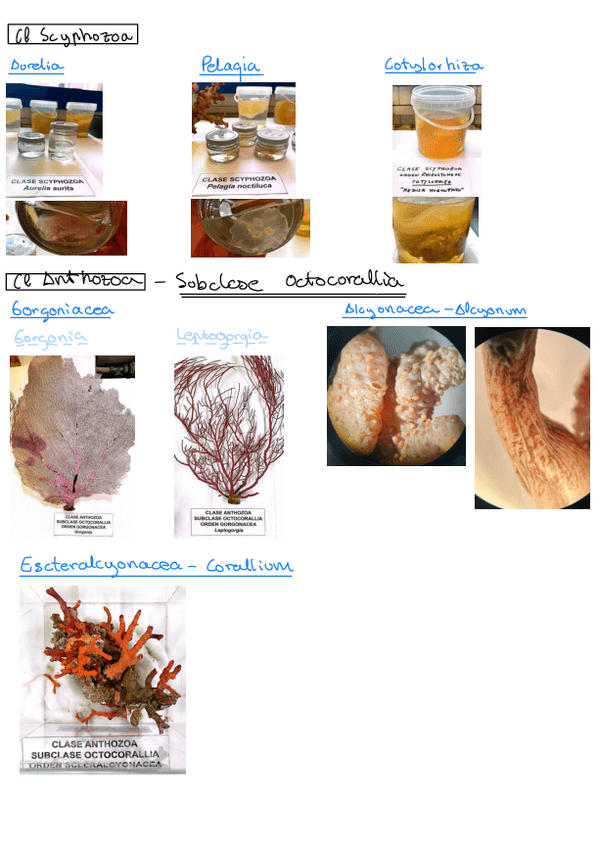 Miniatura del documento Introduccion-al-estudio-de-los-invertebrados-poriferos-cnidarios-y-gusanos.pdf-2.pdf