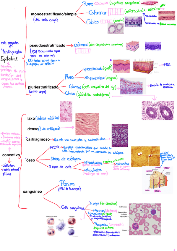 Miniatura del documento Tejidos-esquema.pdf