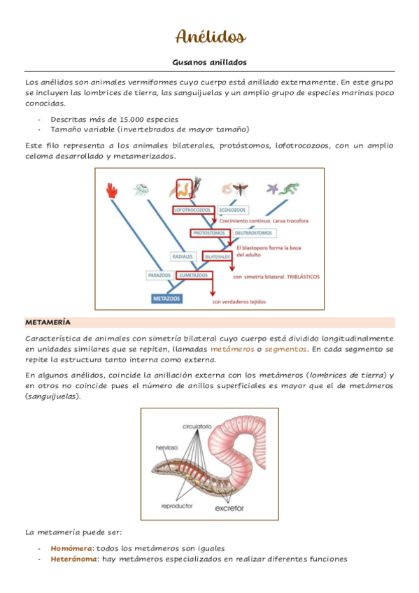 Miniatura del documento Anelidos.pdf