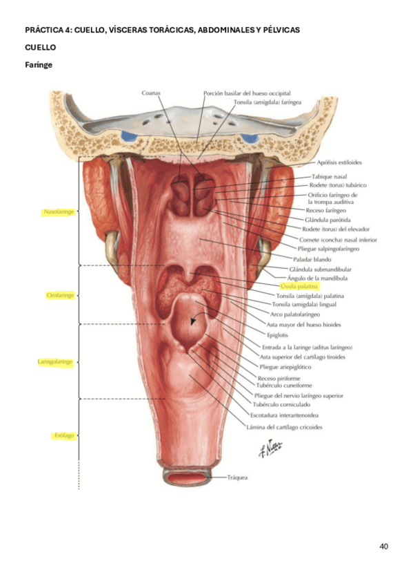 Miniatura del documento PRACTICA-4.pdf