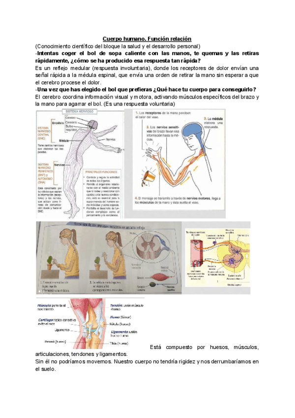 Miniatura del documento Respuestas-Cuerpo-humano.-Funcion-Relacion-Naturales.pdf
