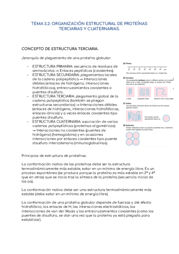 Miniatura del documento T.3.2-Organizacion-estructural-de-proteinas-terciarias-y-cuaternarias.pdf