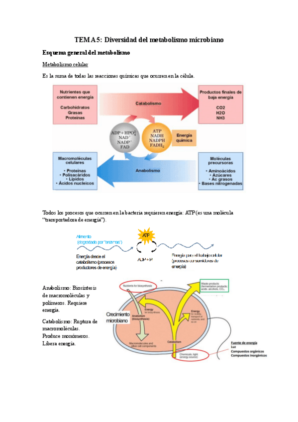 Miniatura del documento TEMA-5.pdf