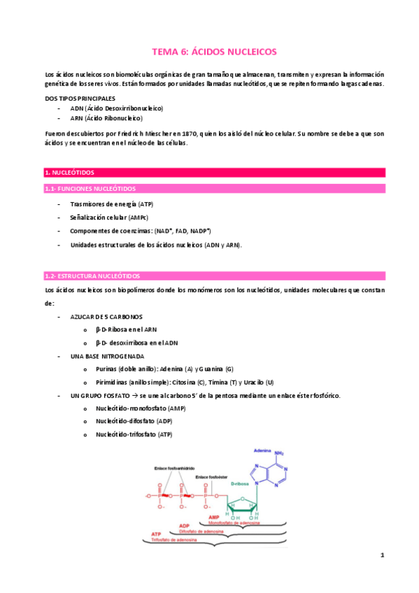 Miniatura del documento T6-acidos-nucleicos.pdf
