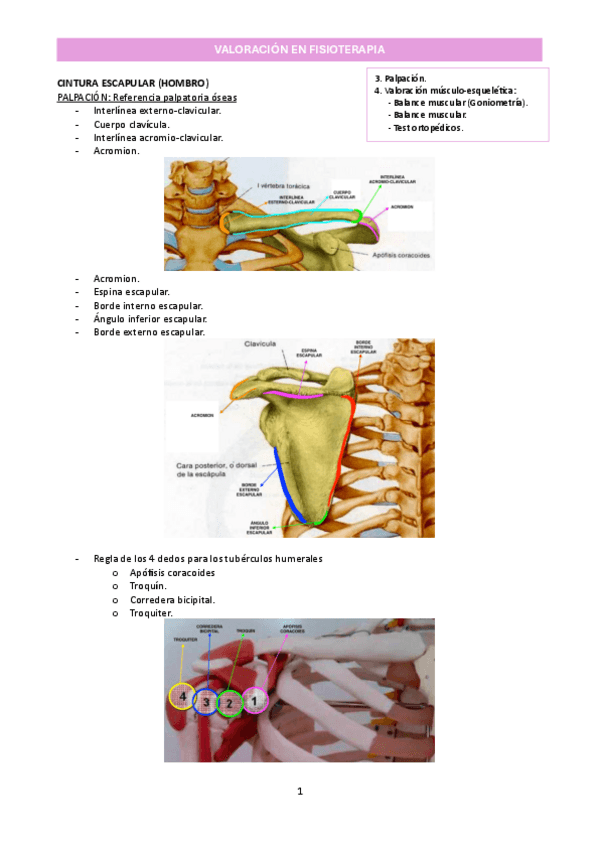 Miniatura del documento T8_Valoración de la cintura escapular_Valoración en fisioterapia.pdf.pdf