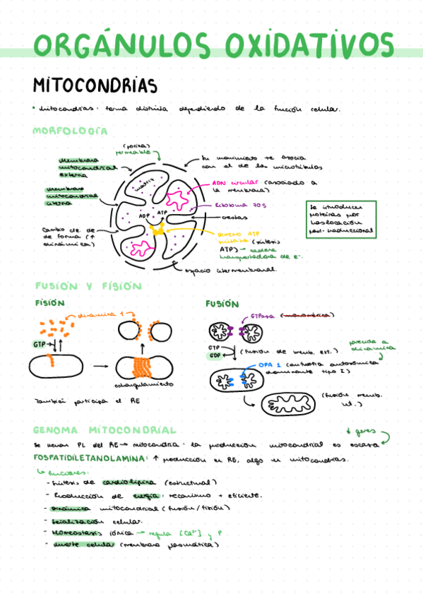 Miniatura del documento T7.-Organulos-Oxidativos.pdf