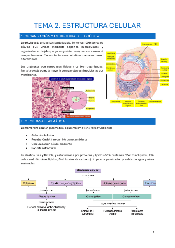Miniatura del documento Tema-2.-estructura-celular.pdf