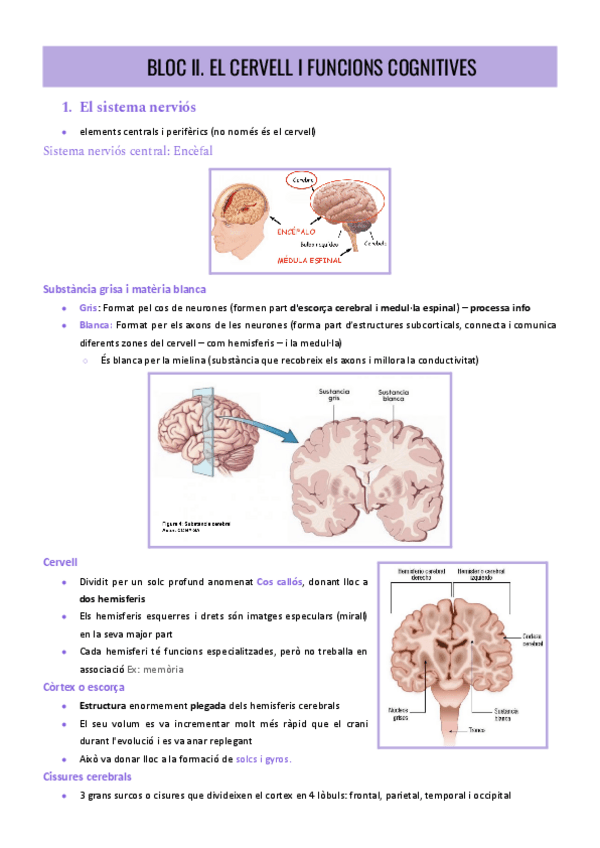 Miniatura del documento BLOC-II.-El-cervell-i-funcions-cognitives.pdf