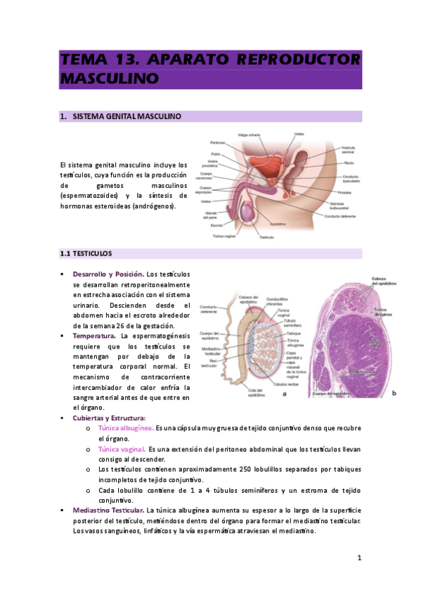 Miniatura del documento TEMA-13.pdf