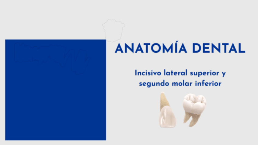 Miniatura del documento Anatomia-Dental.pdf