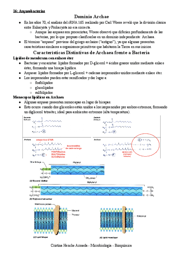 Miniatura del documento 16-Arqueobacterias-1.pdf