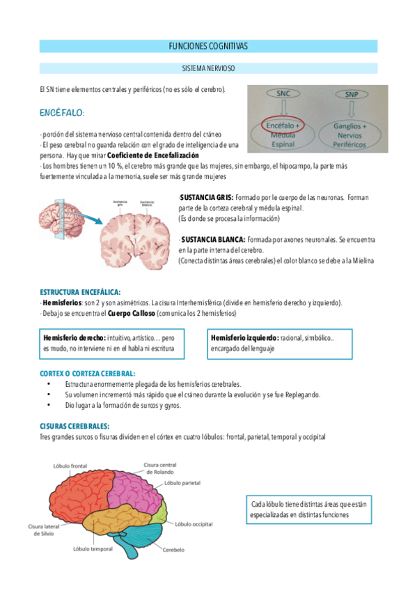 Miniatura del documento FUNCIONES-COGNITIVAS.pdf