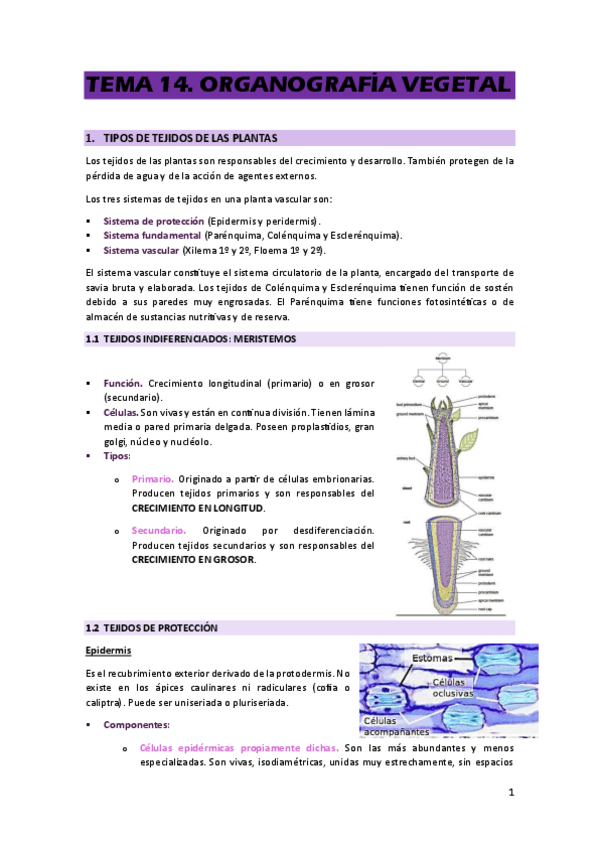 Miniatura del documento TEMA-14.pdf
