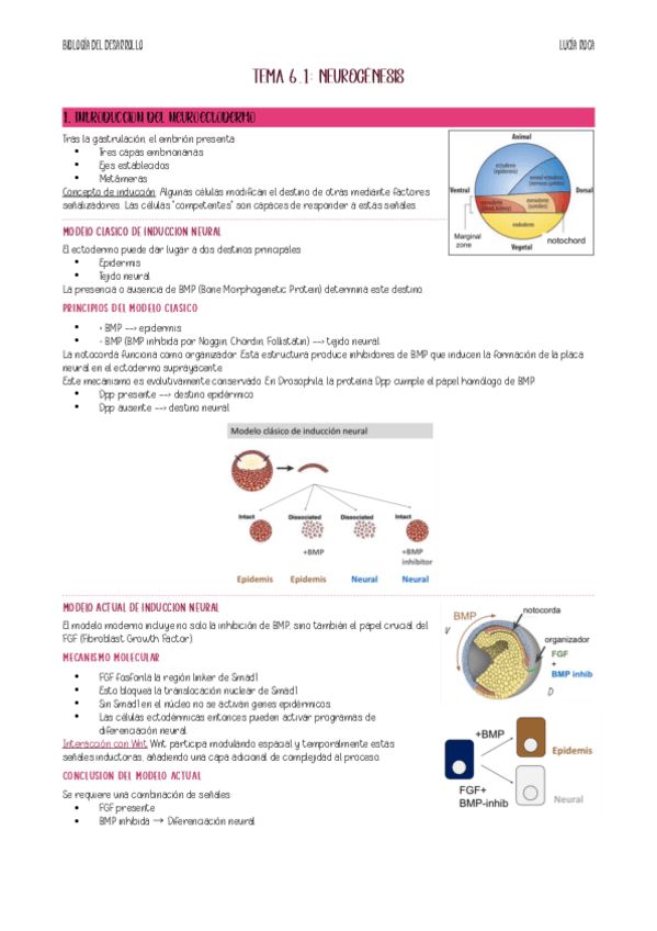 Miniatura del documento apunts-tema-6.1-bio-desenvolupament.pdf