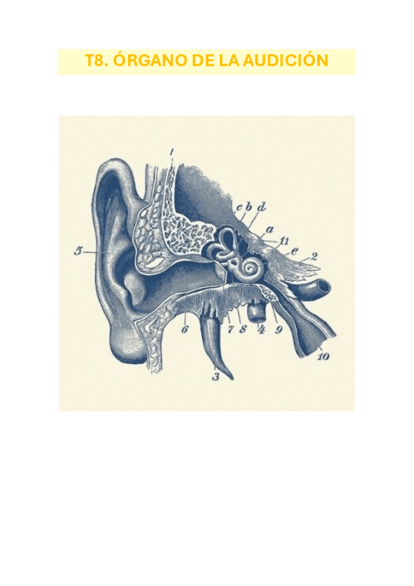 Miniatura del documento T8.-ORGANO-DE-LA-AUDICION.pdf