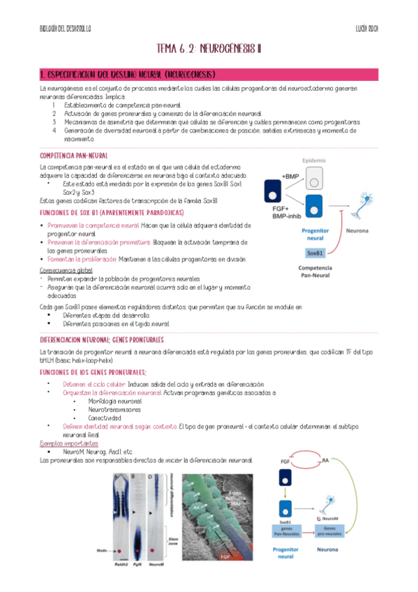 Miniatura del documento apunts-tema-6.2-bio-desenvolupament.pdf