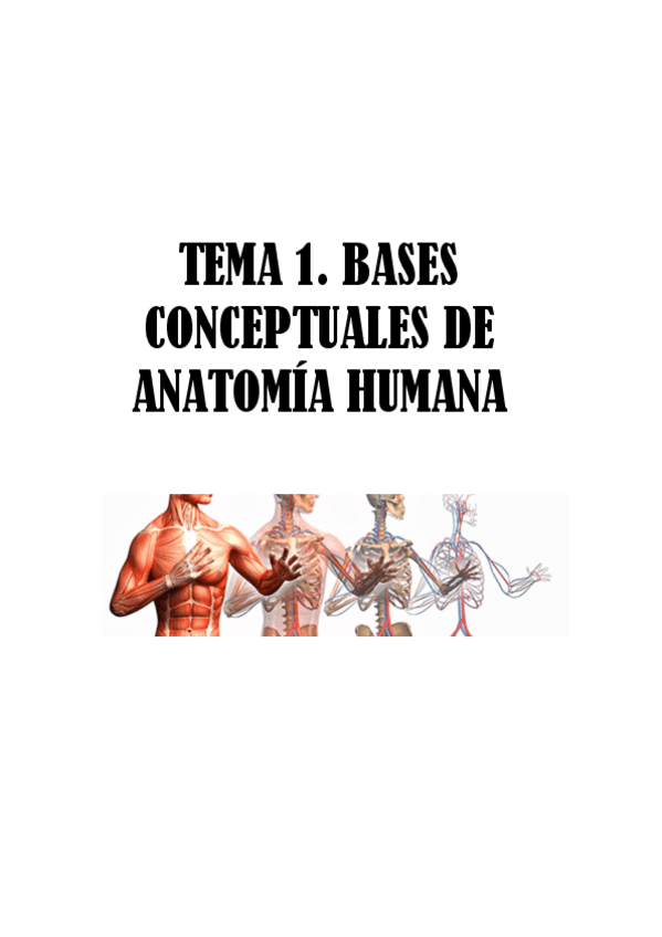 Miniatura del documento ESTRUCTURA-DEL-CUERPO-HUMANO-PRIMER-SEMESTRE.pdf