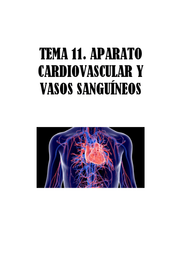 Miniatura del documento TEMA-11.-APARATO-CARDIOVASCULAR-Y-VASOS-SANGUINEOS.pdf