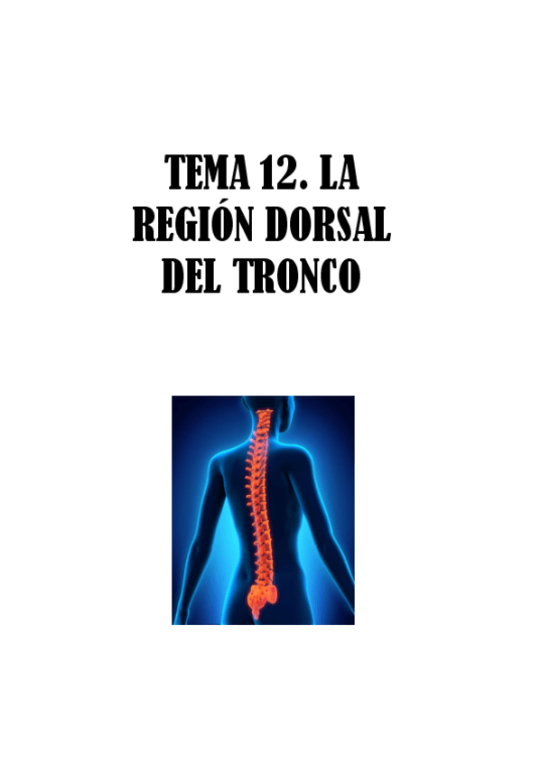 Miniatura del documento TEMA-12.-LA-REGION-DORSAL-DEL-TRONCO.pdf