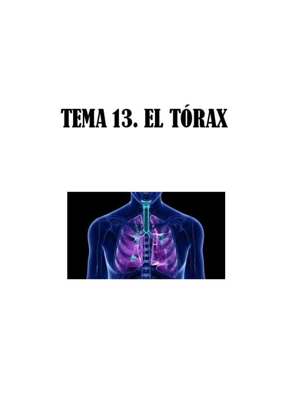 Miniatura del documento TEMA-13.-EL-TORAX.pdf