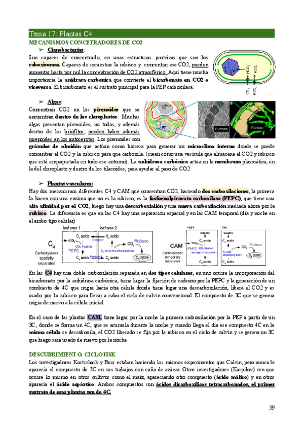 Miniatura del documento FV1-Tema17.pdf