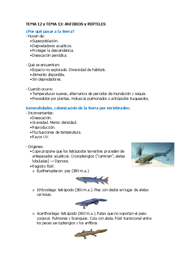 Miniatura del documento Tema-12-y-13-Anfibios-y-Reptiles.pdf