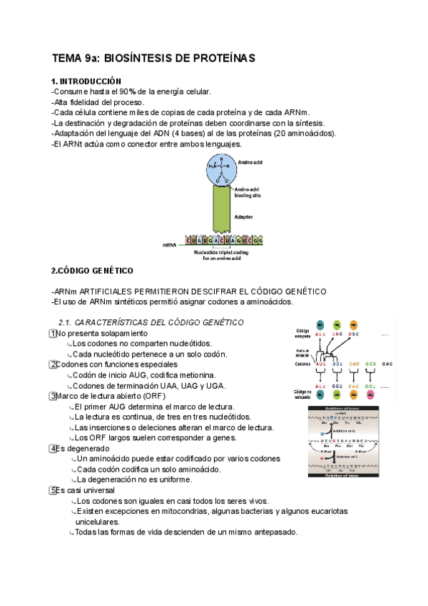 Miniatura del documento Biosintesis-de-proteinas-Tema-9a.pdf