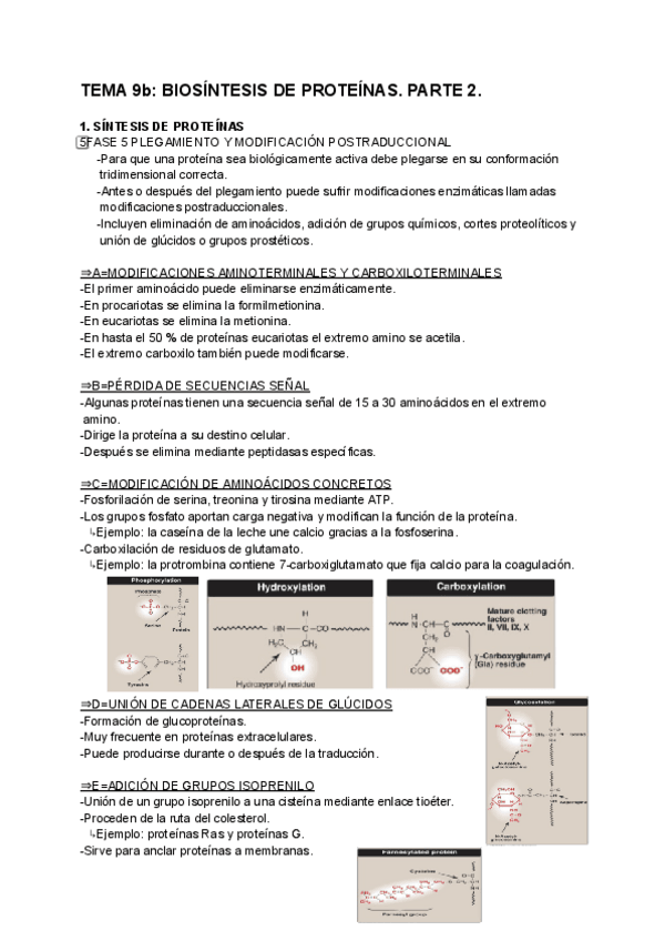Miniatura del documento Biosintesis-de-proteinas-PARTE-2-Tema-9b.pdf