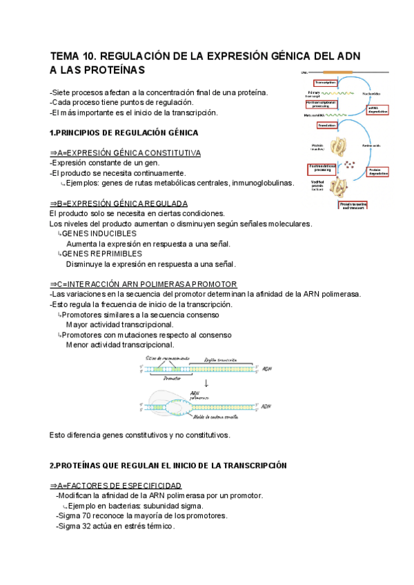 Miniatura del documento REGULACION-DE-LA-EXPRESION-GENICA-DEL-ADN-A-LAS-PROTEINAS-Tema-10.pdf