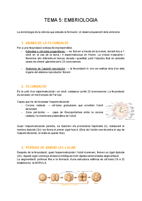 Miniatura del documento TEMA-5-EMBRIOLOGIA.pdf