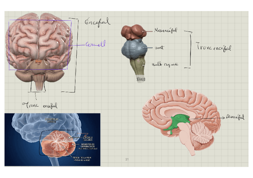 Miniatura del documento Sistema-Nervios-GR2.pdf