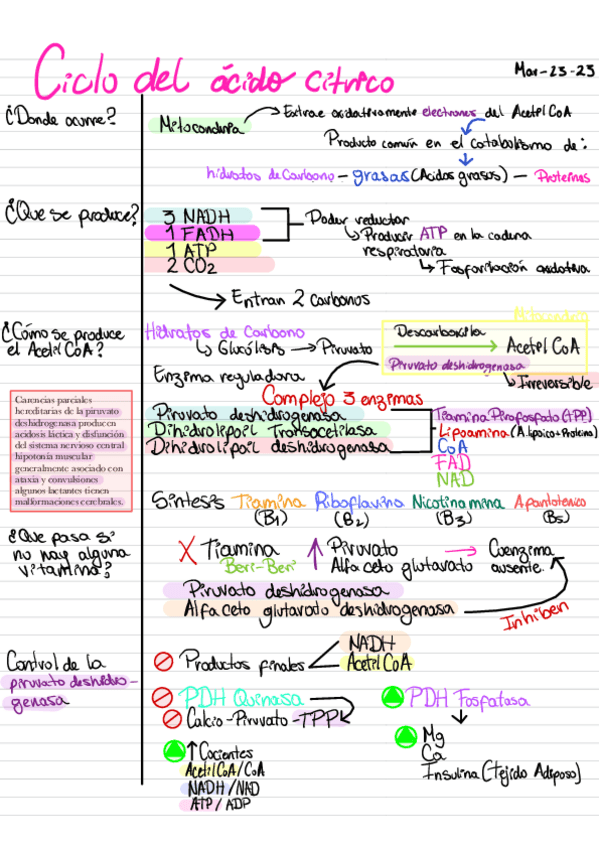 Miniatura del documento Ciclo-de-Krebs.pdf