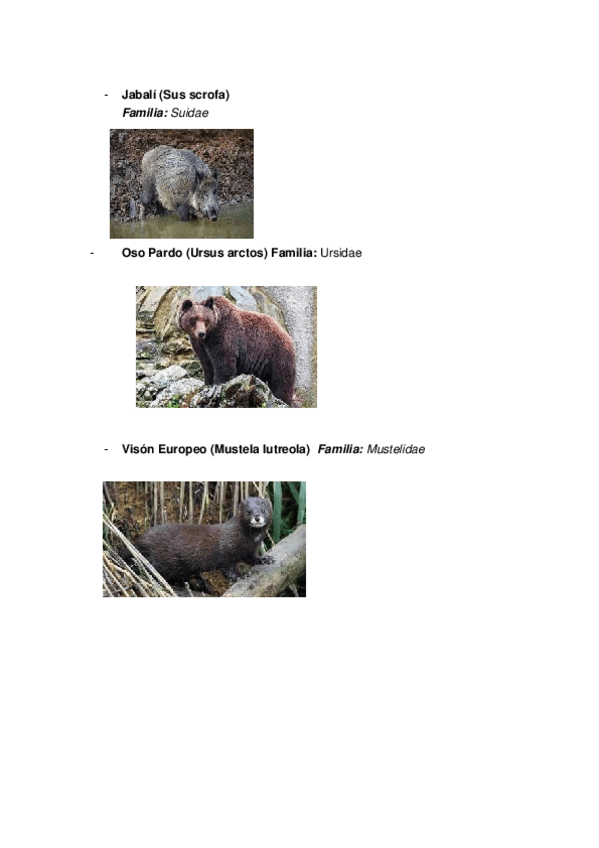 Miniatura del documento fauna examen mamiferos.docx