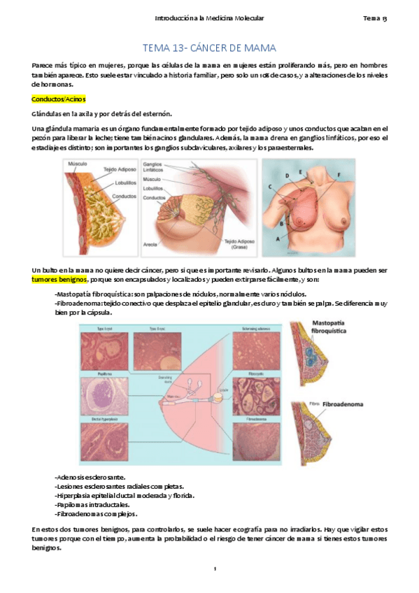 Miniatura del documento TEMA 13. Mama.pdf