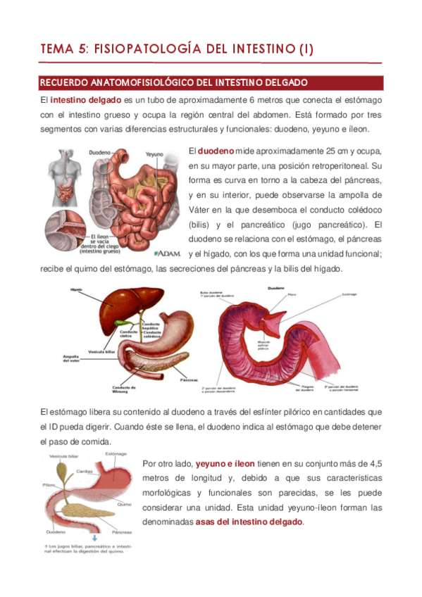 Miniatura del documento TEMA 5.pdf