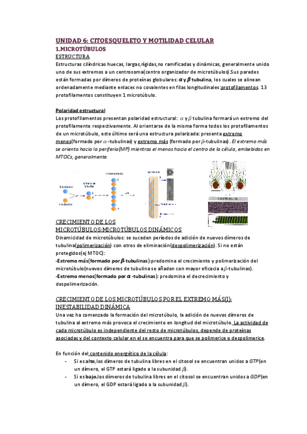 Miniatura del documento Unidad 6_ Citoesqueleto y motilidad celular.pdf