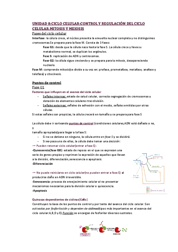 Miniatura del documento Unidad 8_ Ciclo celular_ Control y regulación del ciclo celular.Mitosis y meiosis.pdf