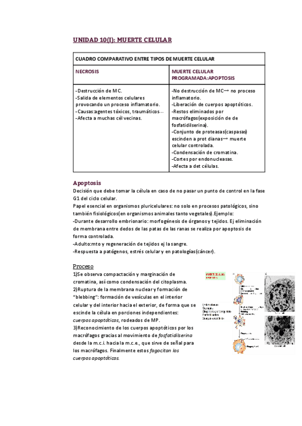 Miniatura del documento Unidad 10_Diferenciación y muerte celular.pdf