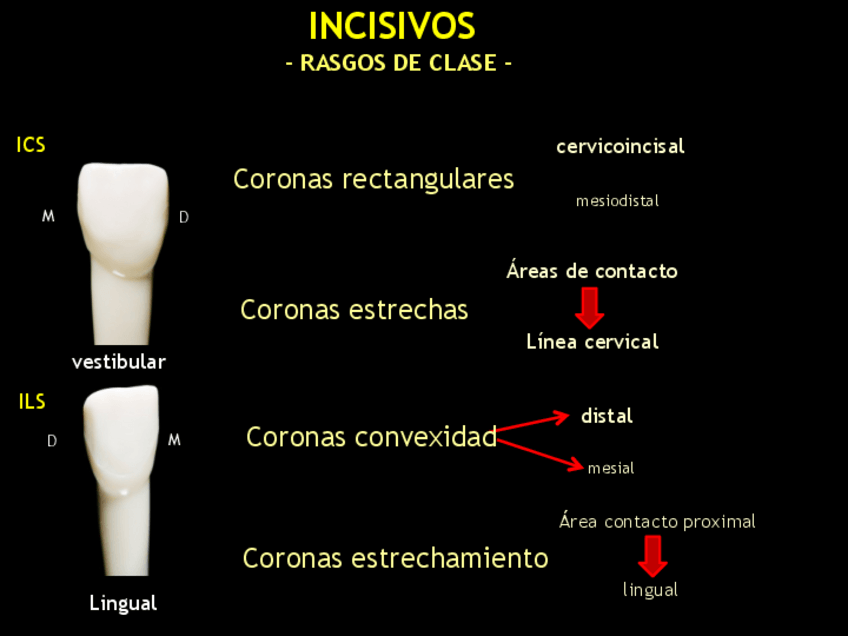 Miniatura del documento INCISIVOS (Rasgos de clase).pdf
