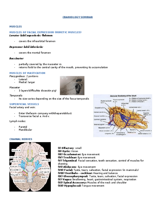 Miniatura del documento Skull seminar.docx