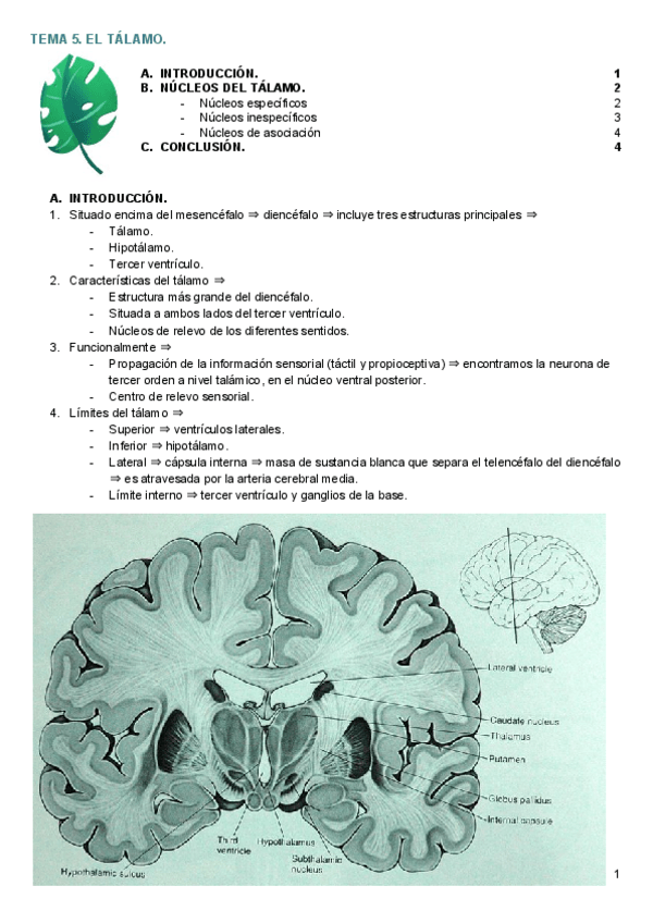Miniatura del documento TEMA 5. EL TÁLAMO. .pdf