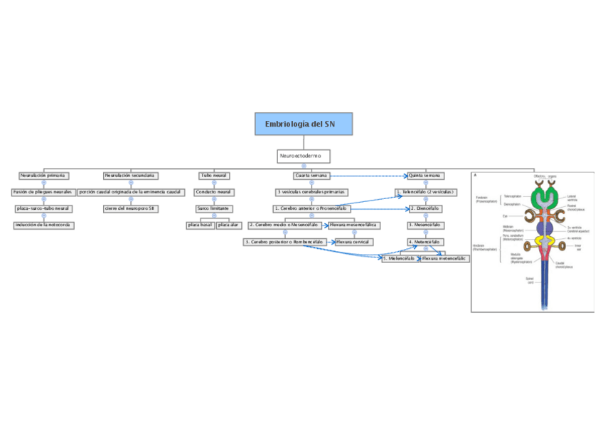 Miniatura del documento 1.2 Embriologia del SN.pdf