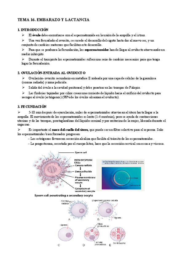 Miniatura del documento T16. Embarazo y lactancia.pdf