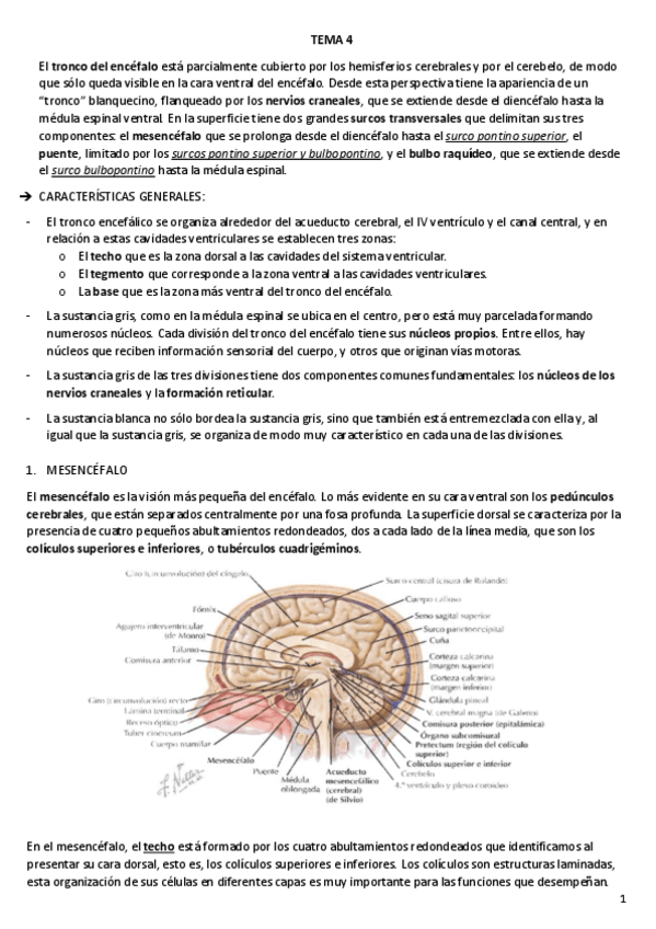 Miniatura del documento TEMA-4.pdf