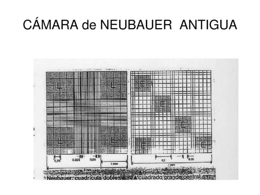 Miniatura del documento T05-CAMARAS-DE-NEUBAUERimprimir-para-alumnos-MLAS-1.ppt
