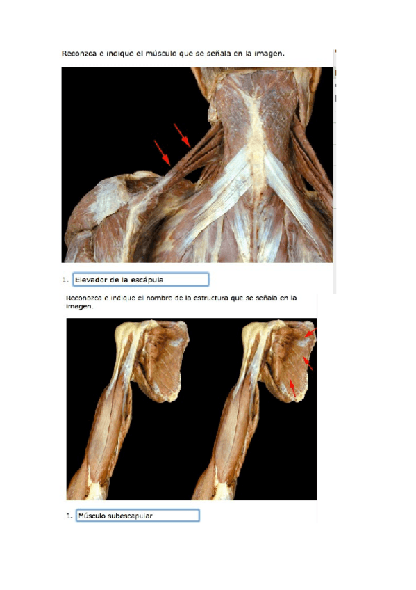 Miniatura del documento Segundo-ciclo.docx